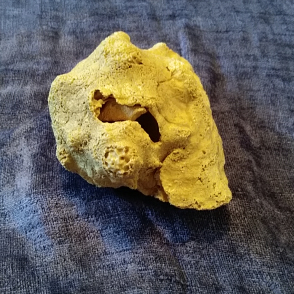 Conch Shell - Picture 3 of 6